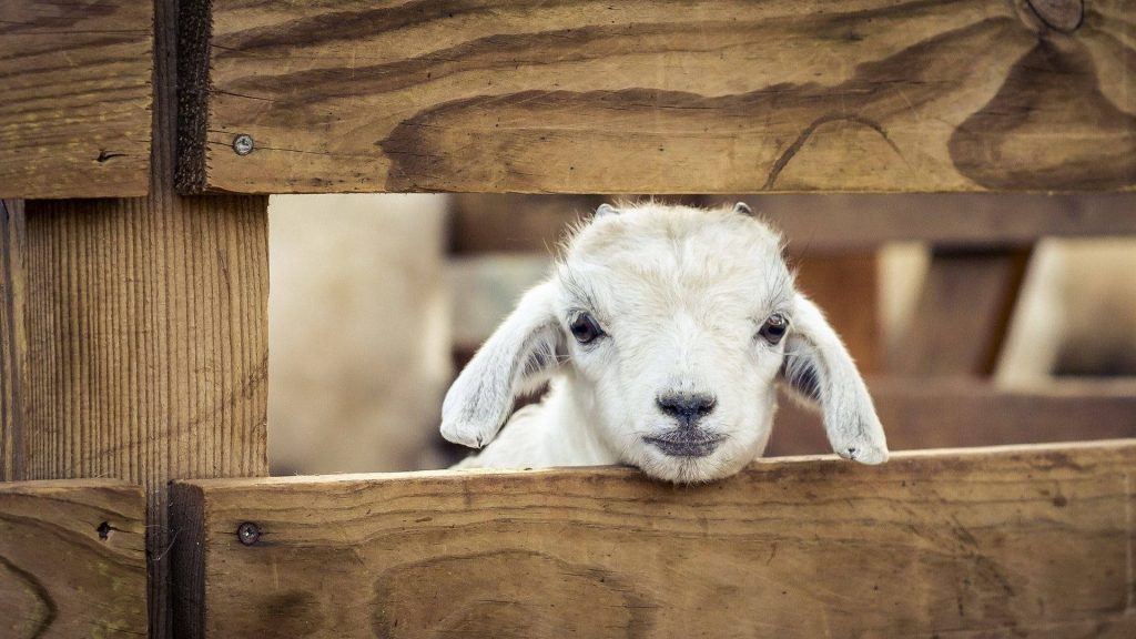Cute white baby goat peeking through rustic wooden fence farm life wallpaper background