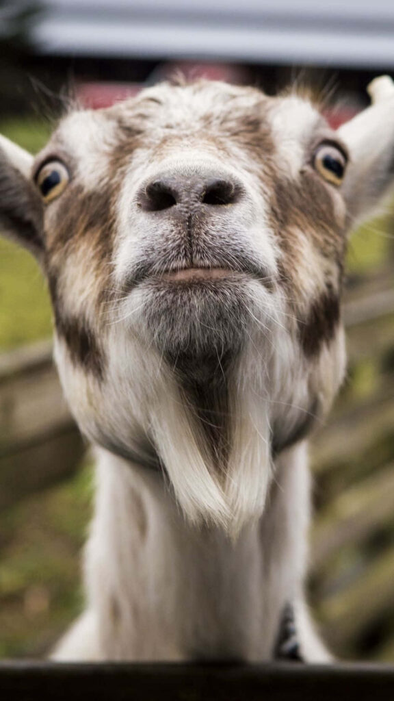 Charming Baby Goat Wallpaper: Cute & Nature-Inspired Background