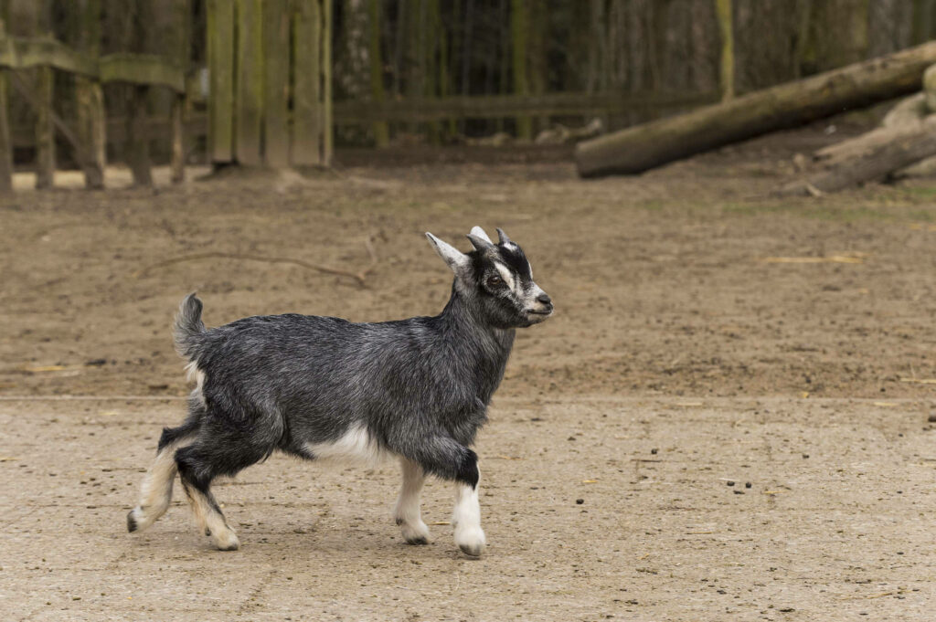 Charming Baby Goat Strolling in Serene Rustic Background Wallpaper