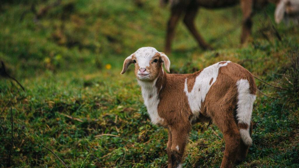 Charming Baby Goat in Mossy Field: Innocence and Nature Wallpaper