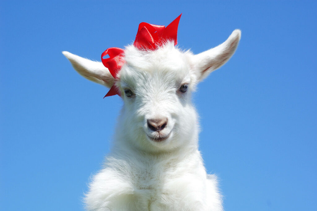 Charming Baby Goat Wallpaper with Red Ribbons & Blue Sky Background