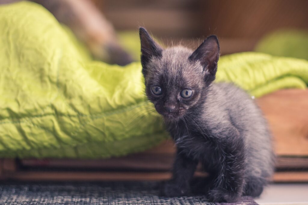Cute Baby Kitten on Textured Surface with Cozy Green Blanket Wallpaper