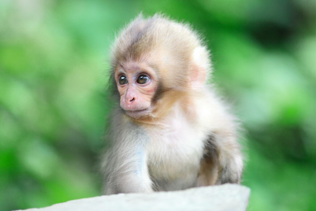 Charming Baby Monkey Wallpaper: Cute & Serene Green Background