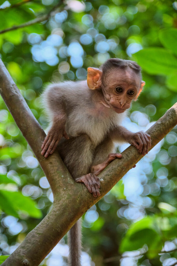 Charming Baby Monkey in Lush Green Jungle: Innocence & Wonder Wallpaper