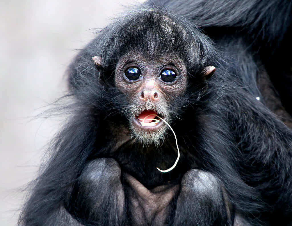 Curious Baby Monkey Surrounded by Lush Greenery on Tree Branch Wallpaper