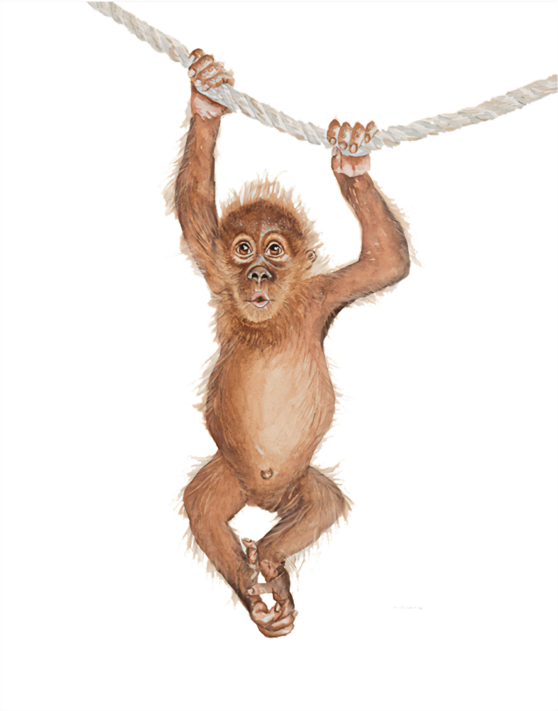 Charming Baby Orangutan Wallpaper: Playful Illustration with Clear Background