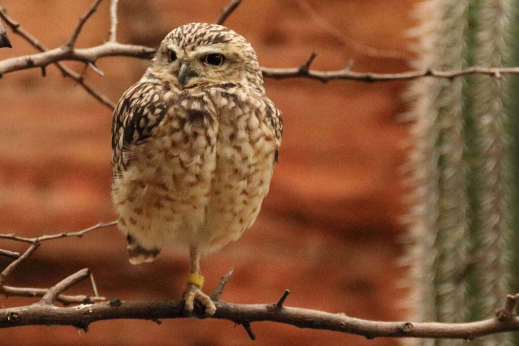Charming Baby Owl on Branch - Adorable Nature Wallpaper