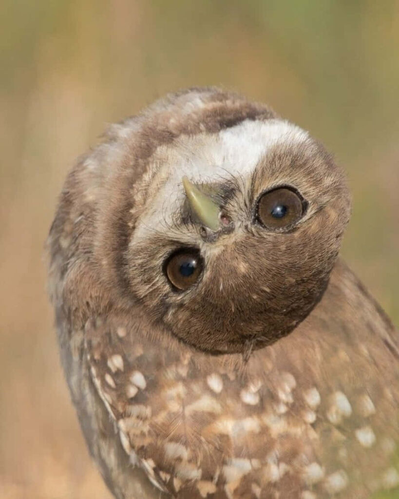 Charming Baby Owl Wallpaper: Adorable & Inquisitive Design