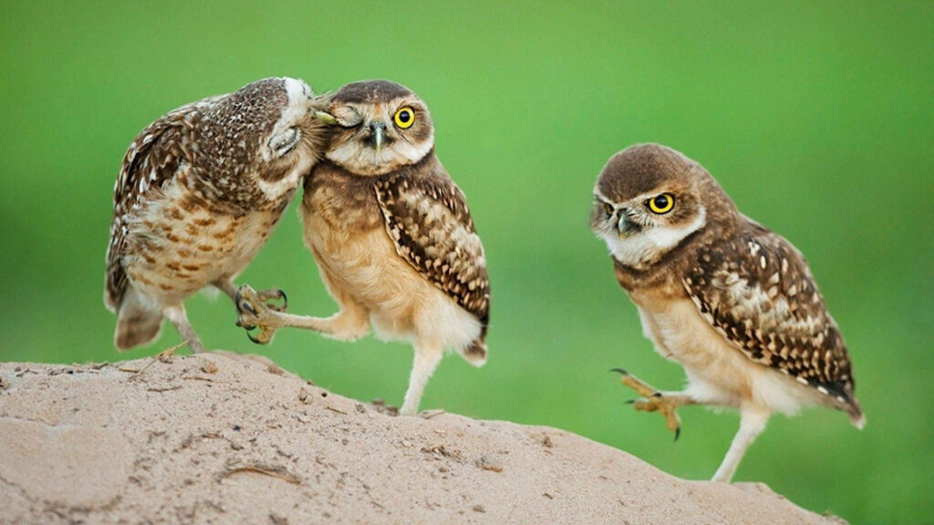 Adorable Baby Owls Wallpaper: Heartwarming Scene on Vibrant Green
