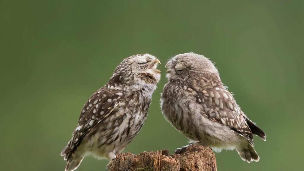 Charming Baby Owls on Tree Stump: Serene Nature Wallpaper