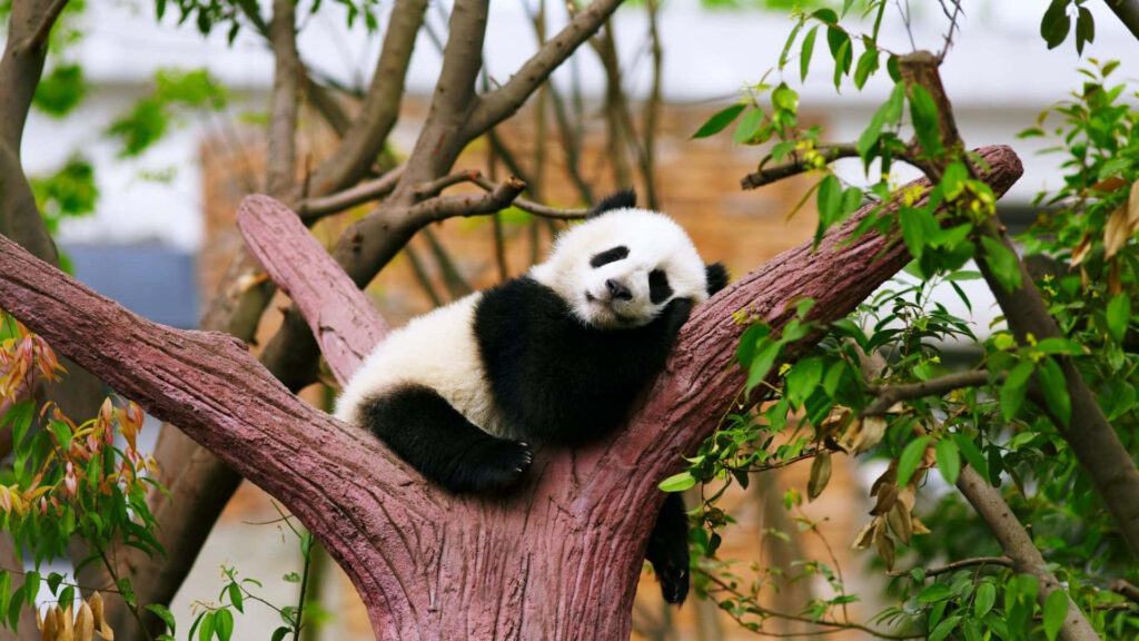 Charming Baby Panda on Tree Branch – Peaceful Nature Wallpaper