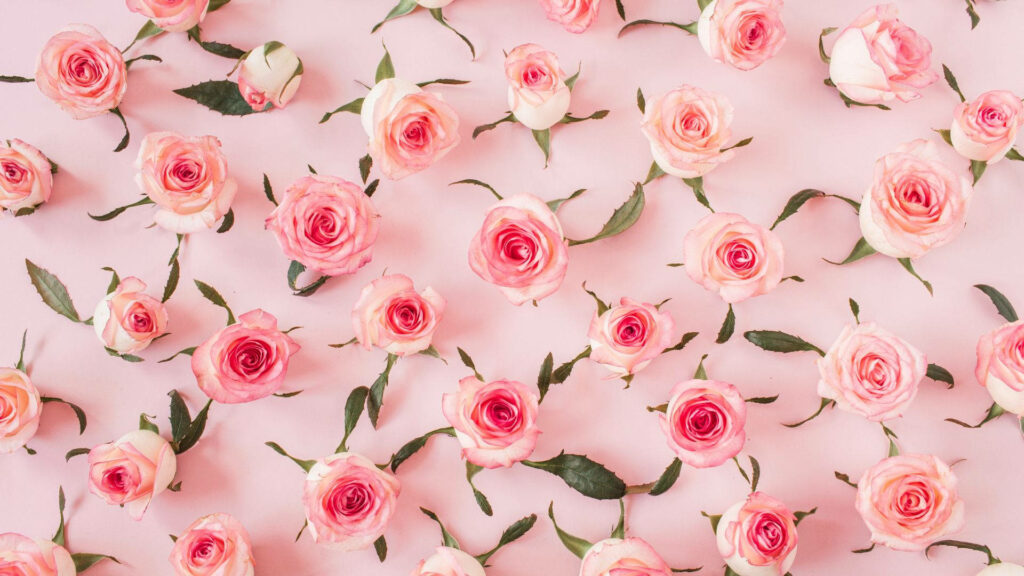 Charming Baby Pink Rose Wallpaper for Serene Wall Decor