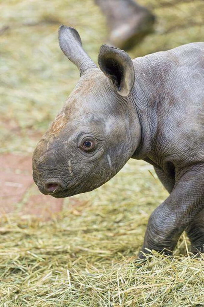 Charming Baby Rhinoceros Wallpaper on Straw-Covered Ground