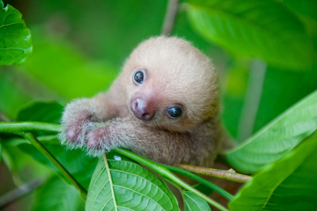Charming Baby Sloth Wallpaper Amidst Vibrant Green Leaves