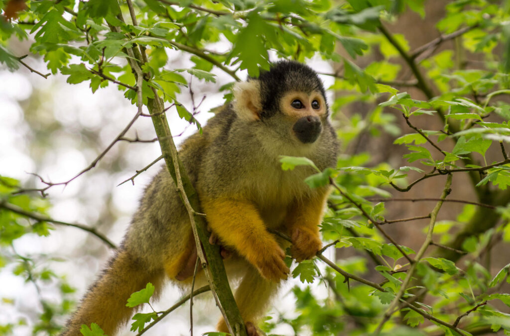 Adorable Baby Squirrel Monkey Exploring Lush Green Leaves Wallpaper