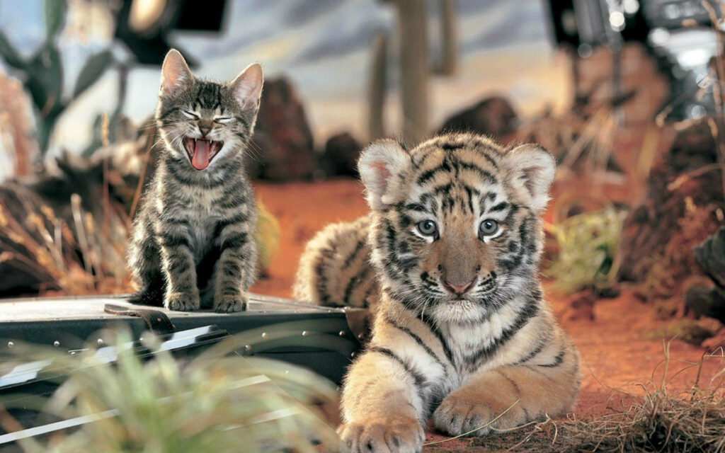 Adorable Baby Tiger and Kitten in Charming Natural Wallpaper