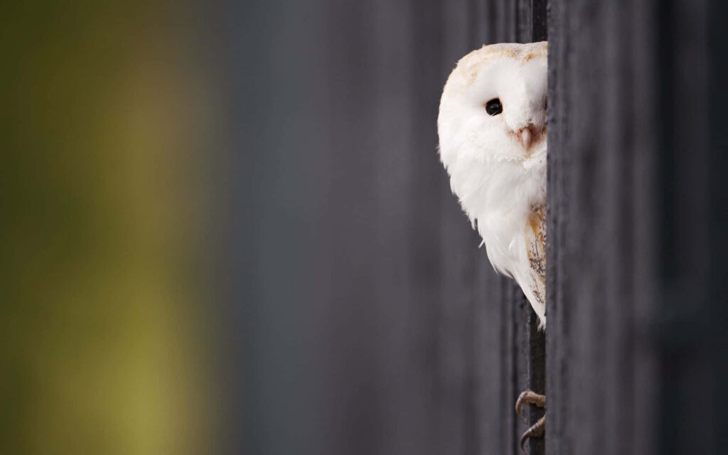Charming Barn Owl Wallpaper: Bright-Eyed Beauty in Serene Setting