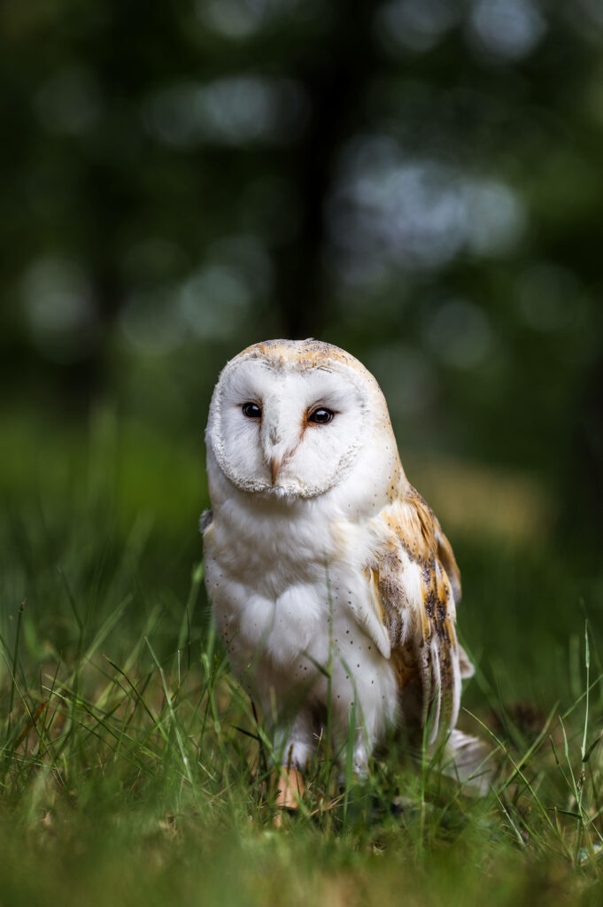 Charming Barn Owl in Lush Green Background - Serene Nature Wallpaper