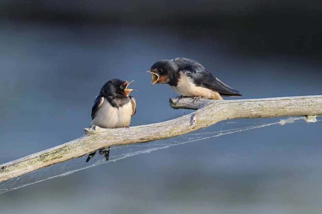 Animated Barn Swallows on Branch - Lively Nature Wallpaper