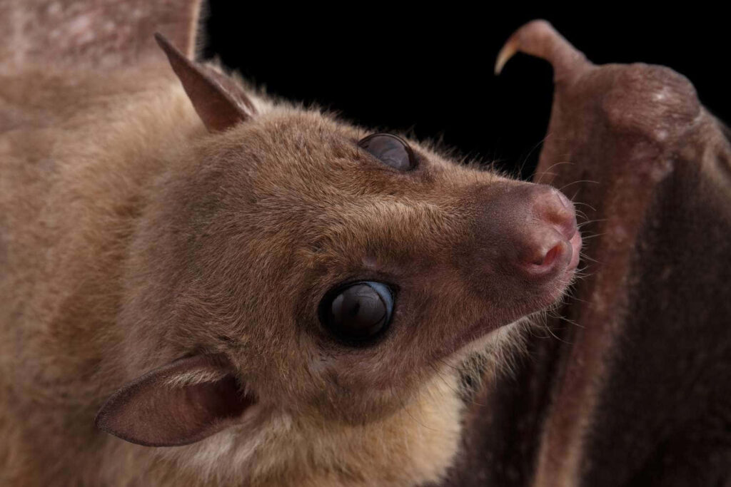 Cute Bat Wallpaper: Close-Up of Adorable Eyes & Soft Fur