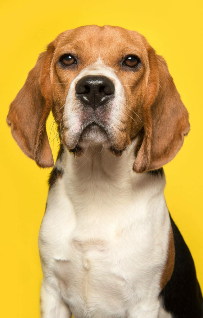 Charming Beagle Wallpaper: Vibrant Yellow, Floppy Ears & Expressive Eyes