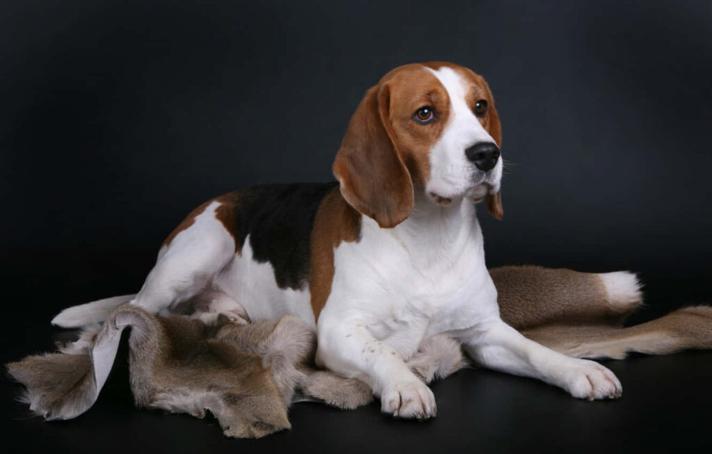 Charming Beagle on Soft Rug: Elegant Dark Background Wallpaper