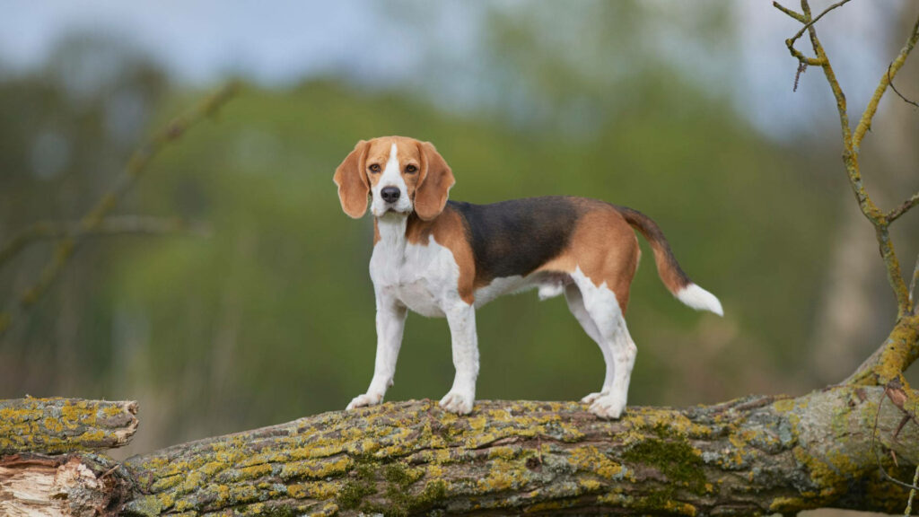 Charming Beagle Wallpaper: Confident Dog on Mossy Tree Trunk