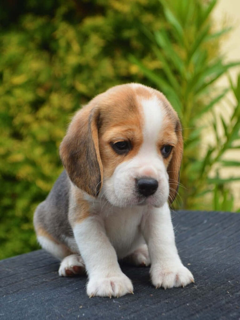 Cute Beagle Puppy Wallpaper: Innocent, Outdoors, Lush Greenery