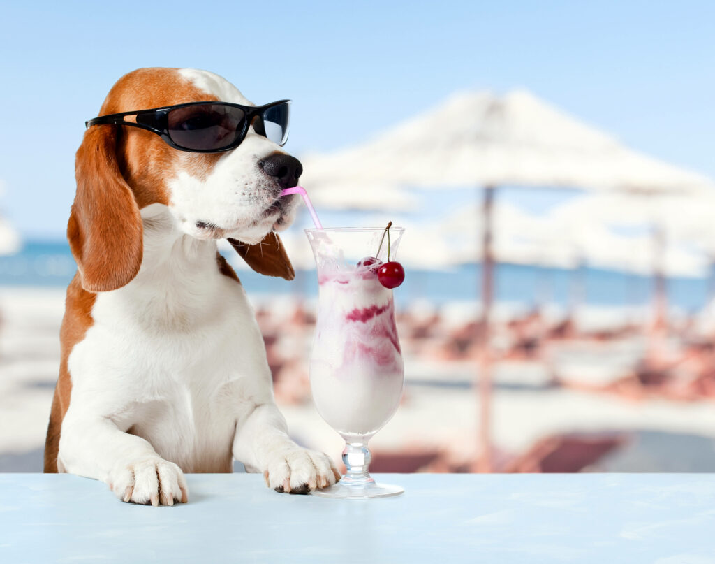 Charming Beagle Wallpaper: Stylish Dog with Summer Drink at Beach