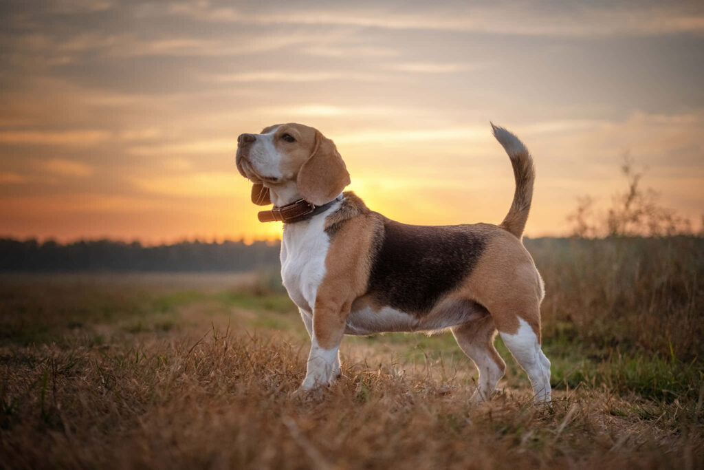 Charming Beagle Wallpaper: Confident Pup at Sunset in Scenic Field