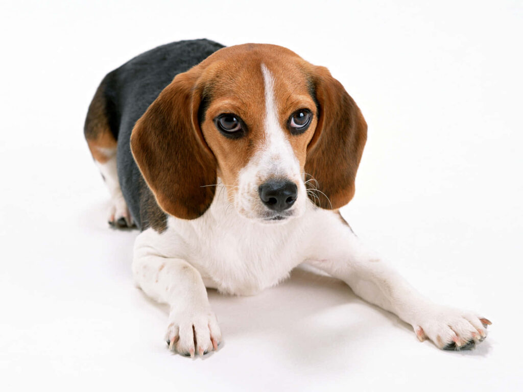 Charming Beagle Wallpaper: Playful Pup on White Background
