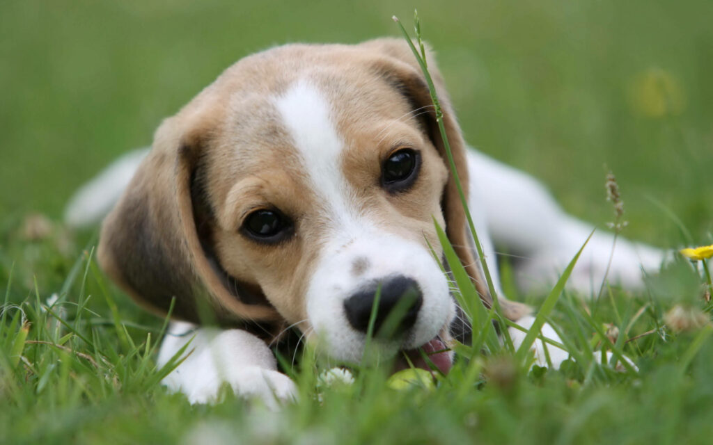 Charming Beagle Wallpaper: Playful Dog in Grassy Field