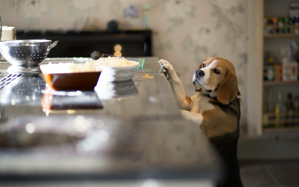 Cozy Beagle Wallpaper: Curious Pup Peeking Over Kitchen Counter