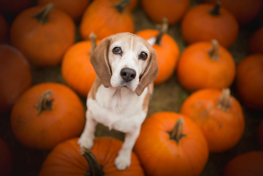 Charming Beagle Wallpaper: Pup and Vibrant Pumpkins in Nature