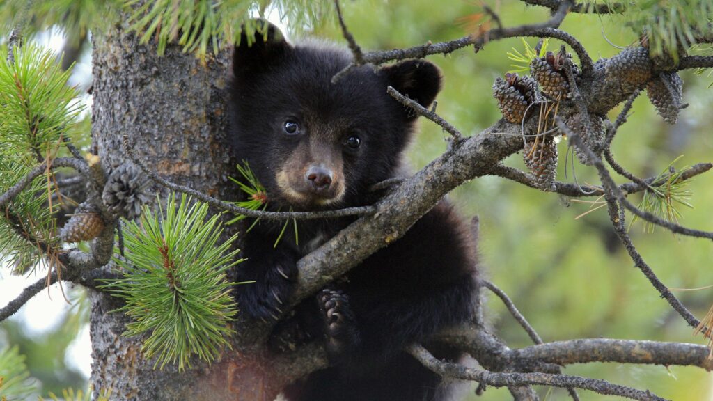 Adorable Bear Cub on Tree Branch Surrounded by Lush Pine Wallpaper