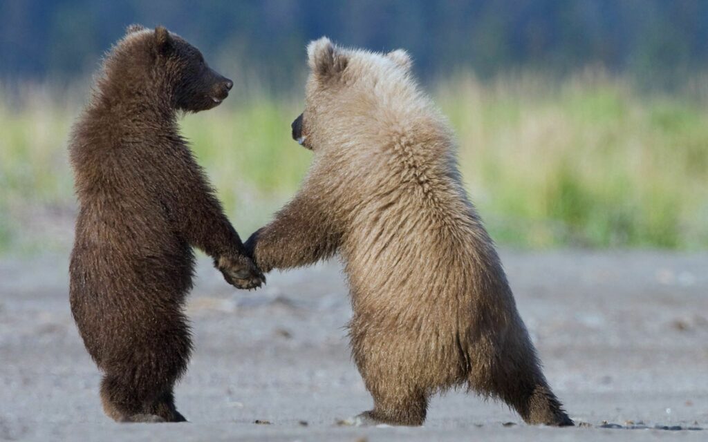 Charming Bear Cubs Pawing Each Other on Sandy Terrain Wallpaper