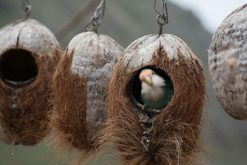 Charming Bird Nest Wallpaper: Rustic Coconut Shell Background