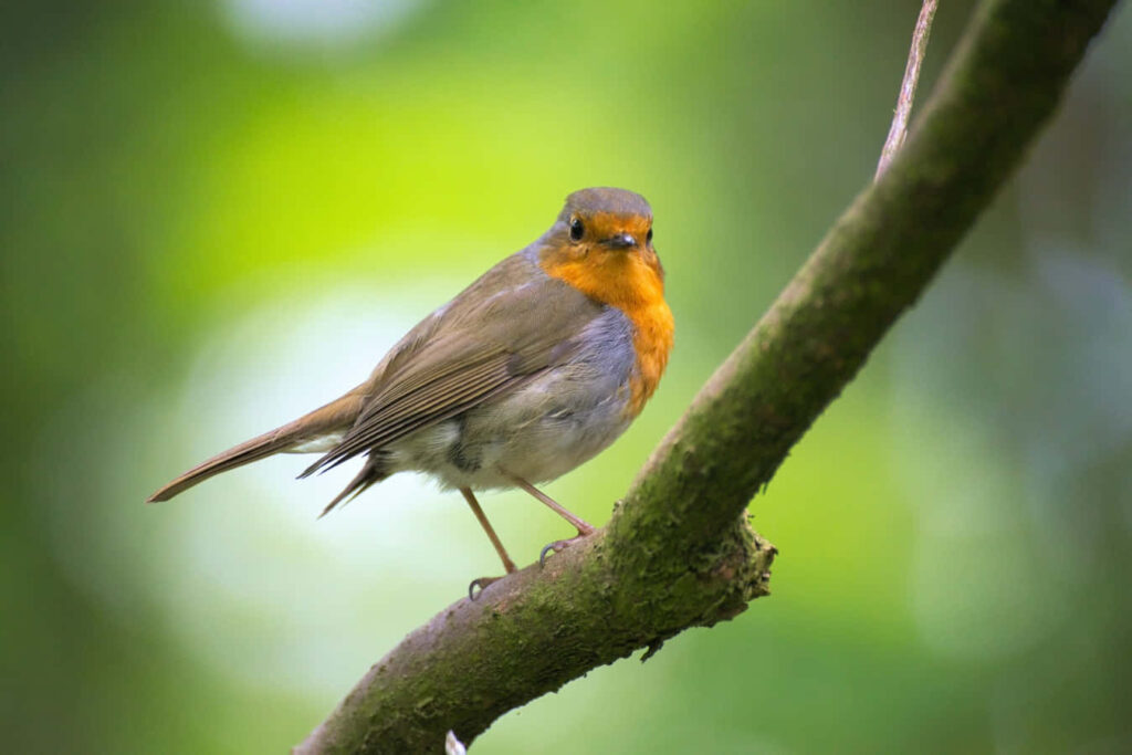 Serene Bird Wallpaper: Charming Avian on Branch Amidst Green Foliage
