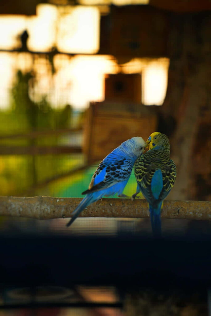 Charming Cute Birds iPhone Wallpaper with Soft Blurred Background