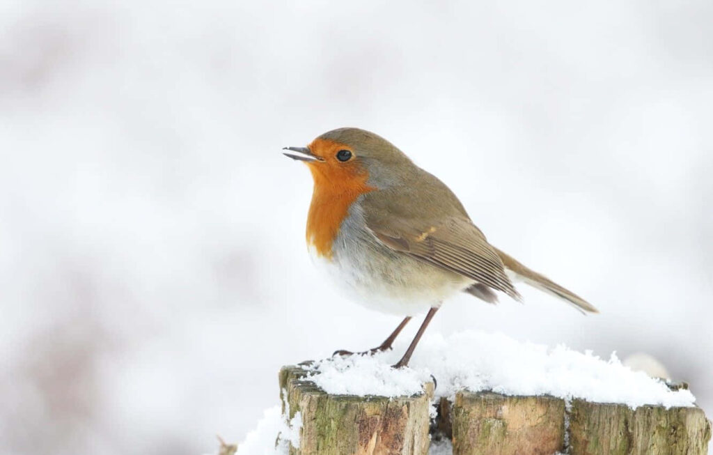 Charming Bird on Snowy Branch - Vibrant Winter Wallpaper