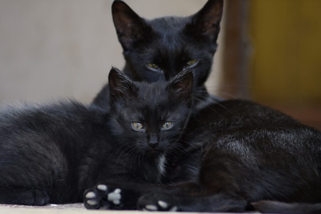Charming Black Cat Family Wallpaper - Warmth & Unity for Cat Lovers