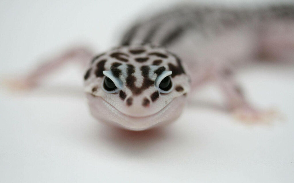 Charming Black-Dotted Leopard Gecko Wallpaper - Captivating Close-Up