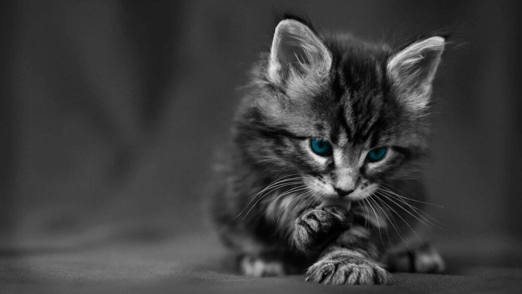 Charming Black Kitten Wallpaper with Turquoise Blue Eyes