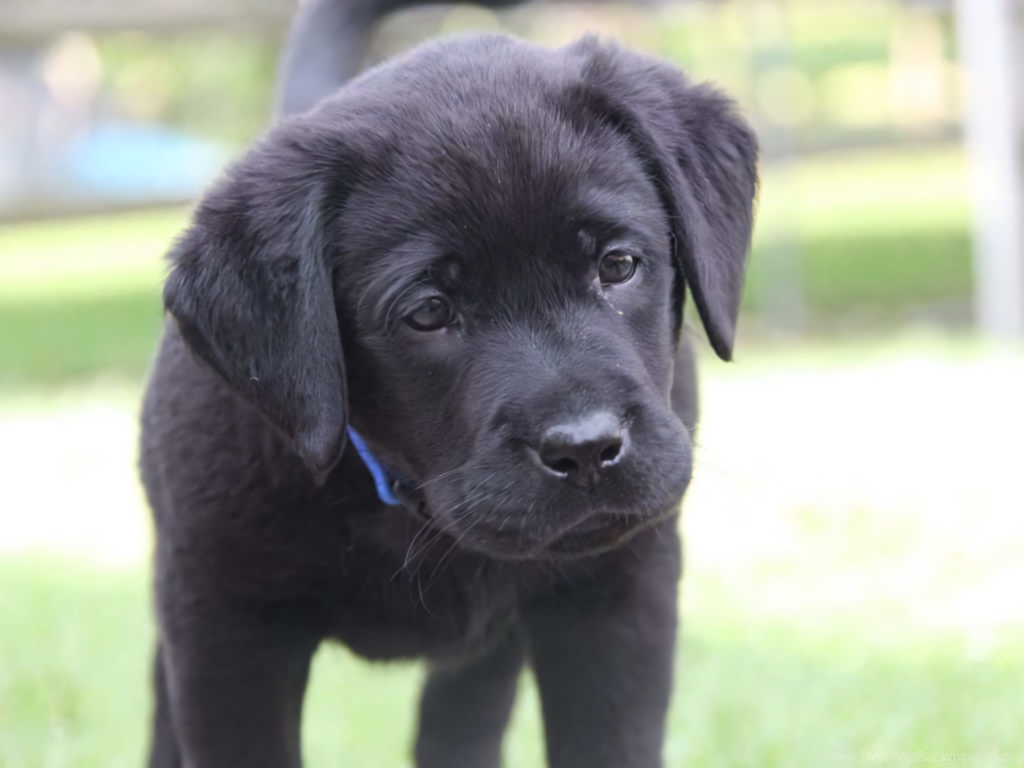 Charming Close-Up of a Playful Black Labrador Puppy Wallpaper