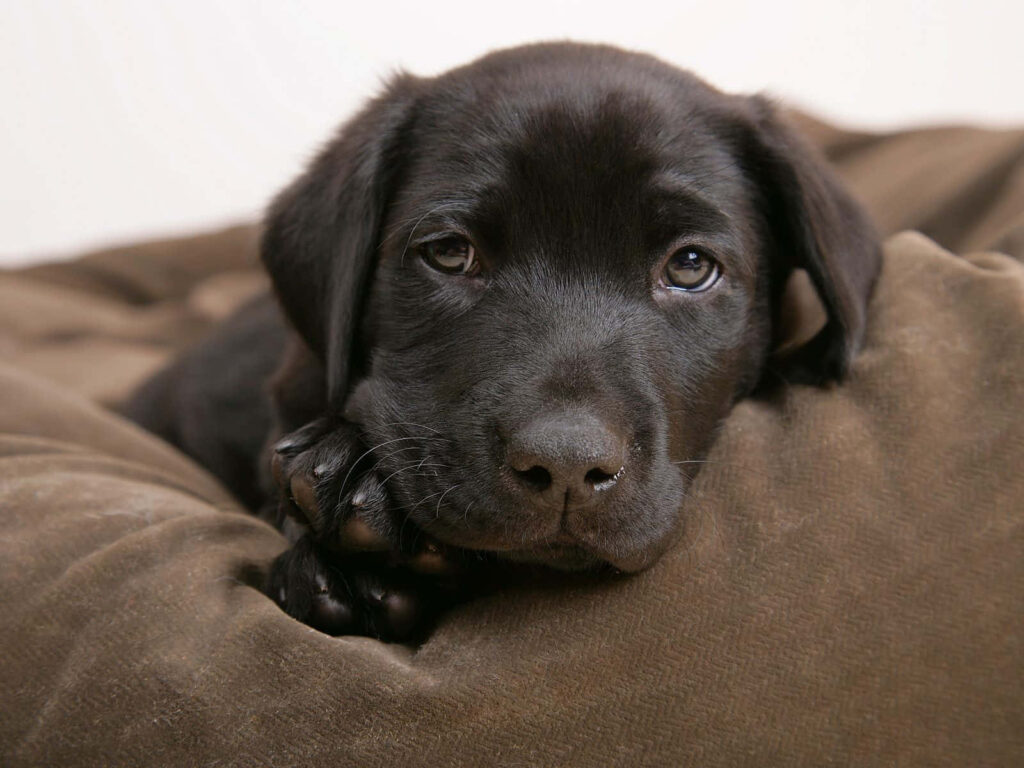 Charming Black Labrador Puppy Resting on Soft Brown Blanket Wallpaper