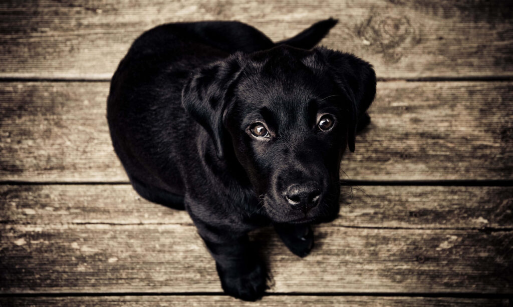 Adorable Black Labrador Puppy Wallpaper Background - Charming & Innocent