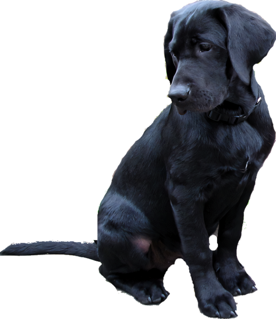 Charming Black Labrador Puppy Wallpaper for Pet Lovers