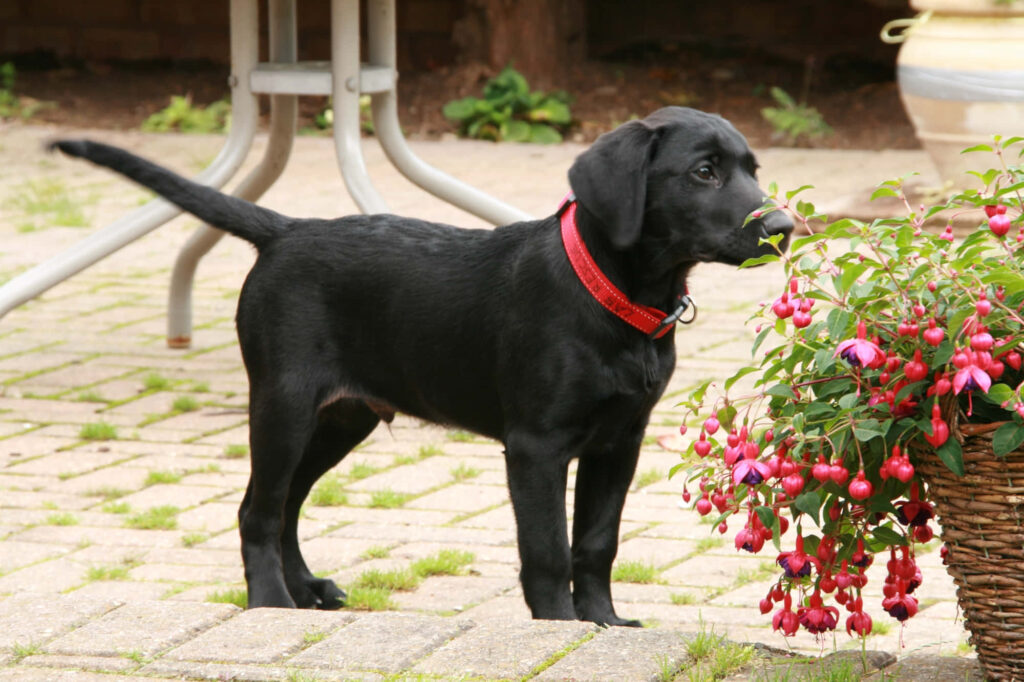 Charming Black Labrador Puppy with Flowers - Heartwarming Wallpaper