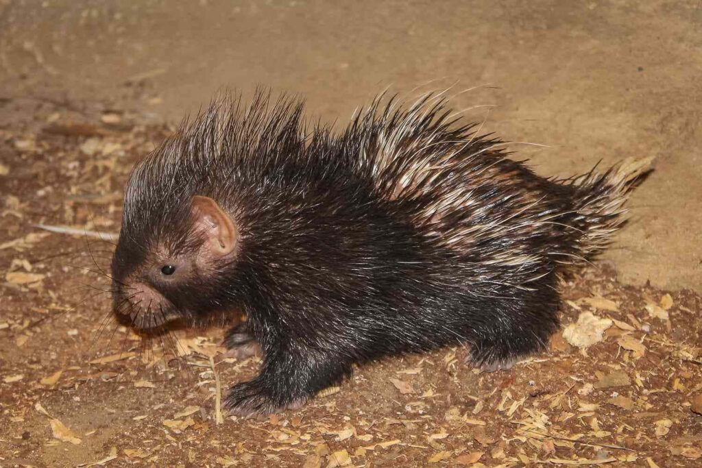 Adorable Black Porcupine on Earthy Ground: Quills & Cute Expression Wallpaper