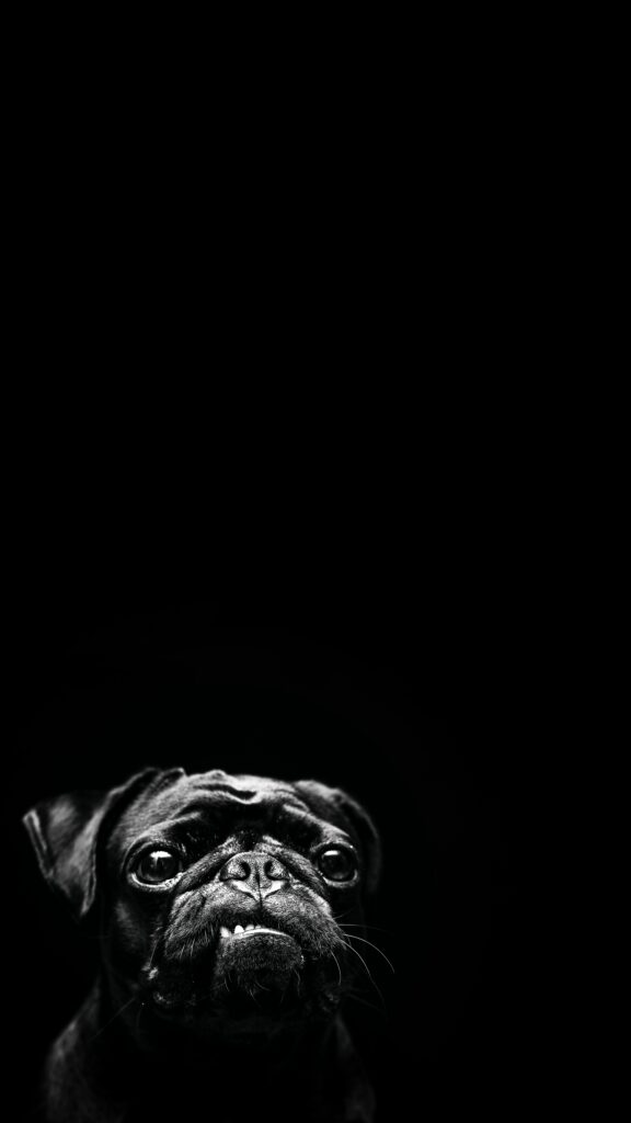 Charming Black Pug Wallpaper: Minimalist Dark Background Design